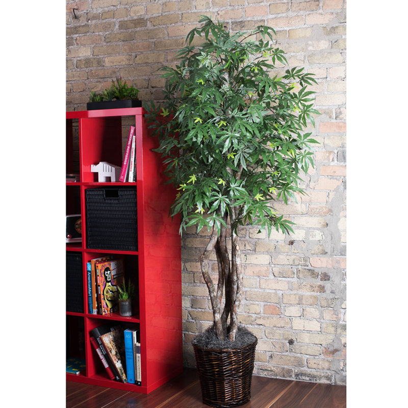 Japanese Maple Tree in Basket & Reviews Birch Lane